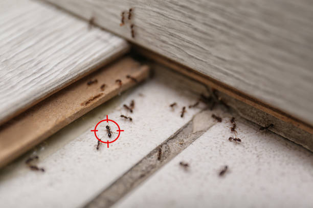 Best Emergency Pest Control  in Piermont, NY